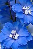 DELPHINIUM ELATUM LANGDONS BLUE LAGOON