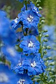 DELPHINIUM ELATUM LANGDONS BLUE LAGOON