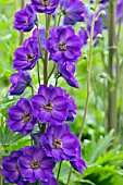 DELPHINIUM PURPLE VELVET