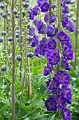 DELPHINIUM PURPLE VELVET