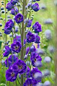 DELPHINIUM PURPLE VELVET