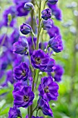 DELPHINIUM PURPLE VELVET