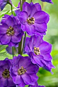 DELPHINIUM PURPLE VELVET