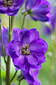 DELPHINIUM PURPLE VELVET