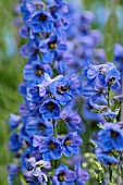 DELPHINIUM BLUE DAWN