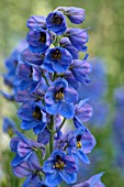 DELPHINIUM BLUE DAWN