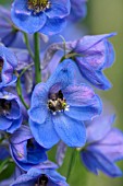 DELPHINIUM BLUE DAWN