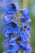 DELPHINIUM BLUE DAWN