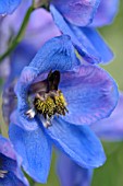 DELPHINIUM BLUE DAWN