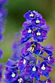 DELPHINIUM KING ARTHUR