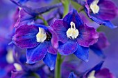 DELPHINIUM KING ARTHUR