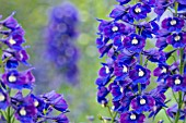 DELPHINIUM KING ARTHUR