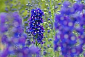 DELPHINIUM KING ARTHUR