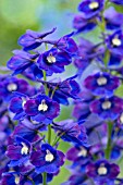 DELPHINIUM KING ARTHUR