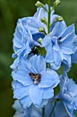 DELPHINIUM BLUE JADE