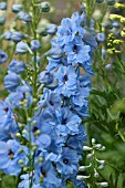 DELPHINIUM BLUE JADE