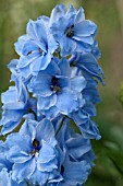 DELPHINIUM BLUE JADE