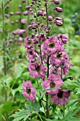 DELPHINIUM ROSEMARY BROCK