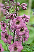 DELPHINIUM ROSEMARY BROCK