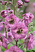 DELPHINIUM ROSEMARY BROCK