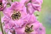 DELPHINIUM ROSEMARY BROCK