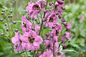 DELPHINIUM ROSEMARY BROCK