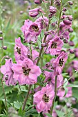 DELPHINIUM ROSEMARY BROCK