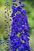 DELPHINIUM FAUST