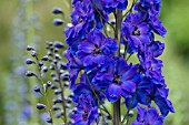 DELPHINIUM FAUST