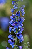 DELPHINIUM X ELATUM FINSTERAARHORN