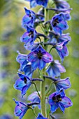 DELPHINIUM X ELATUM FINSTERAARHORN