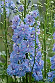 DELPHINIUM VESPERS