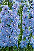 DELPHINIUM VESPERS