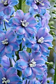 DELPHINIUM VESPERS