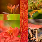 ORANGE RED AUTUMN COLLAGE