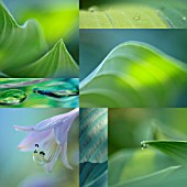 GREEN HOSTA COLLAGE