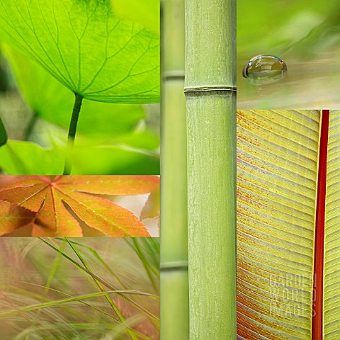 EXOTIC_PLANT_COLLAGE
