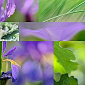 VIOLET FLOWER COLLAGE