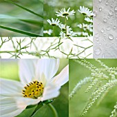 WHITE FLOWER COLLAGE