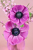 PINK ANEMONES IN GLASS VASE