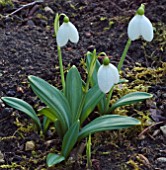 GALANTHUS PLICATUS,  WHOLE PLANT IN MOSSY BED.