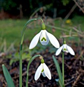 GALANTHUS NIVALIS MAGNET