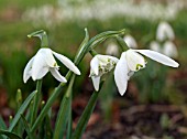 GALANTHUS NIVALIS LADY BEATRIX STANLEY