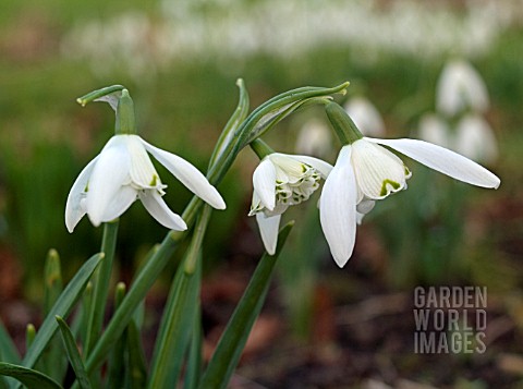 GALANTHUS_NIVALIS_LADY_BEATRIX_STANLEY