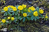 ERANTHIS HYEMALIS,  WINTER ACONITES,  IN FLOWER GROWING ON MOSSY GROUND.