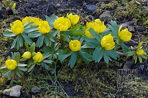 ERANTHIS_HYEMALIS__WINTER_ACONITES__IN_FLOWER_GROWING_ON_MOSSY_GROUND