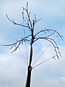 WISTERIA TRAINED AS FREE STANDING TREE,  BRANCHES TIED DOWN TO CREATE BOW EFFECT.