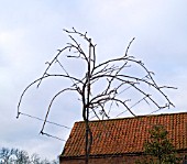 WISTERIA TRAINED AS FREE STANDING TREE,  BRANCHES TIED DOWN TO CREATE BOW EFFECT.