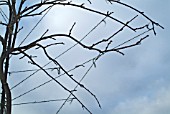 WISTERIA TRAINED AS FREE STADING TREE,  BRANCHES TIED DOWN TO CREATE BOW EFFECT.