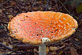 AMANITA MUSCARIA,  FLY AGARIC. AGED FRUITING BODY BEGINNING TO DECAY.